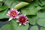 lotus-150-100.jpg