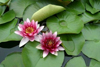 lotus-100-67.jpg